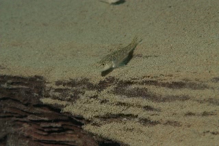 「ハゼの仲間」のサムネイル画像