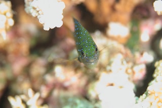 「ルリホシスズメダイ」のサムネイル画像