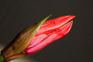 「ダイヤモンドリリー(ネリネ)」のサムネイル画像