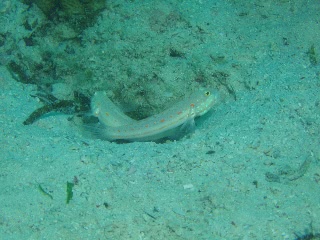 「オトメハゼ(Orange-spotted Sleepergoby)」のサムネイル画像