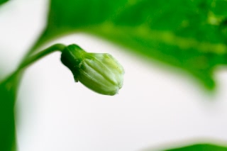 「ホオズキ」のサムネイル画像