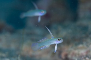 「モエギハゼ」のサムネイル画像