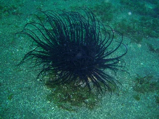 「ムラサキハナギンチャク」のサムネイル画像