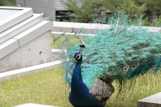 「クジャク」のサムネイル画像