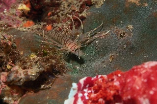 「ミノカサゴ」のサムネイル画像