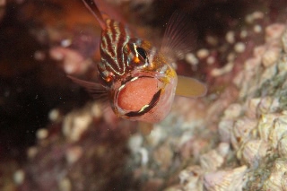 「キンセンイシモチ(Southern orange-lined cardinal fish)」のサムネイル画像