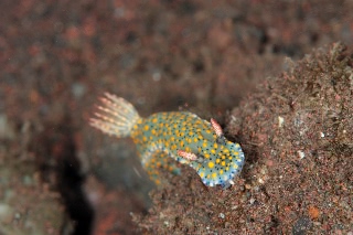 「ウミウシの仲間」のサムネイル画像