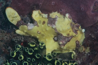 「クマドリイザリウオ(クマドリカエルアンコウ,Warty Frogfish)」のサムネイル画像