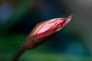 「ダイヤモンドリリー(ネリネ)」のサムネイル画像