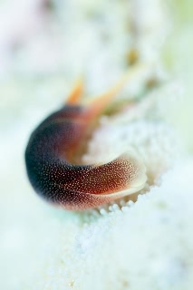 「コナユキツバメガイ」のサムネイル画像