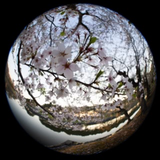 「ソメイヨシノ(染井吉野)」のサムネイル画像