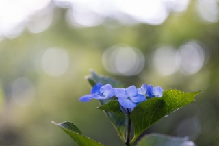 「ガクアジサイ(額紫陽花)」のサムネイル画像