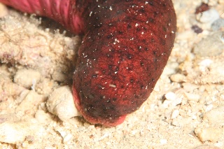 「アカミシキリ」のサムネイル画像