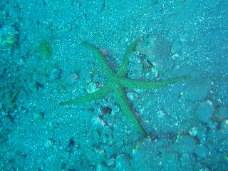 「アカヒトデ」のサムネイル画像