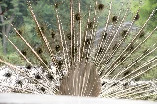 「クジャク」のサムネイル画像