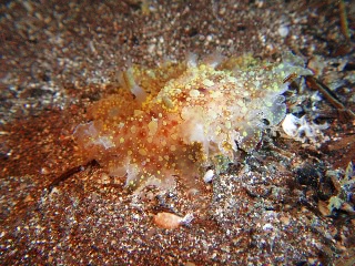 「クレープウミウシ」のサムネイル画像
