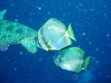 「ミカヅキツバメウオ」のサムネイル画像