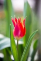 「チューリップ」のサムネイル画像