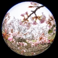 「チシマザクラ(千島桜)」のサムネイル画像