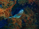 「アオウミガメ(Green turtle)」のサムネイル画像