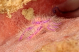 「サクラコシオリエビ(ピンクスクワットロブスター,Hairy squat lobster)」のサムネイル画像