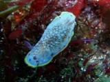 「ウミウシの仲間」のサムネイル画像