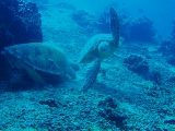 「アオウミガメ(Green turtle)」のサムネイル画像