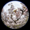 「チシマザクラ(千島桜)」のサムネイル画像