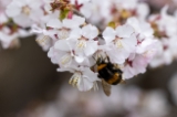 「チシマザクラ(千島桜)」のサムネイル画像