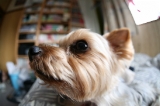 「ヨークシャー・テリア(Yorkshire Terrier)」のサムネイル画像