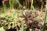 「植物の仲間」のサムネイル画像
