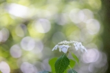「ガクアジサイ(額紫陽花)」のサムネイル画像