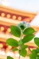 「ガクアジサイ(額紫陽花)」のサムネイル画像