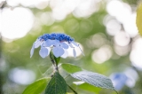 「ガクアジサイ(額紫陽花)」のサムネイル画像